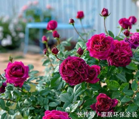 夏天|夏天养月季,4个误区及时了解,以免花花黄叶掉花苞