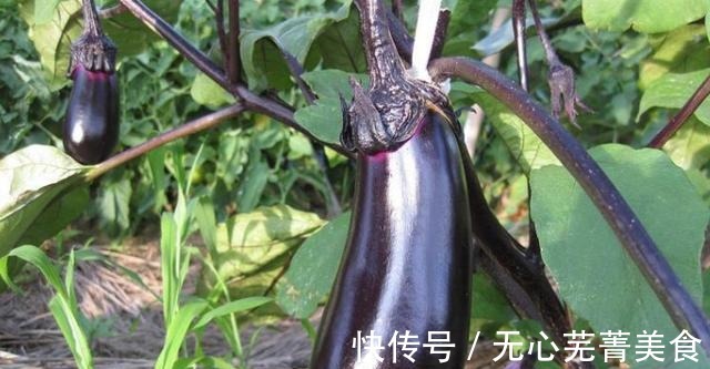 美味|简单几步，制作美味茄子，营养又下饭，喜欢的不要错过！