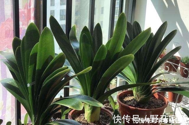 花友们|君子兰不见长,是僵苗还是养护不当教你“4招”,快速恢复活力!