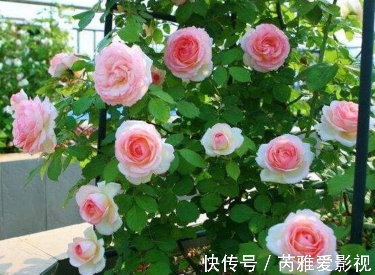 木槿|几种花,开花漂亮又好养,养上一盆四季欣赏,好养活还不贵