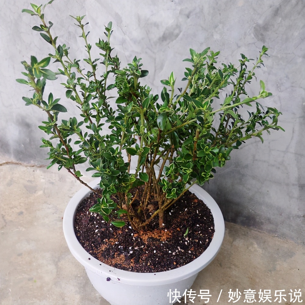 漂亮|不要再花很多钱买盆景了,这3种花,养得好就是最漂亮的盆景