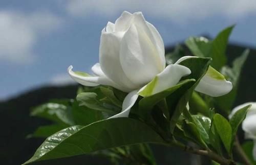 栀子花几天浇一次水？栀子花浇水过多了怎么办