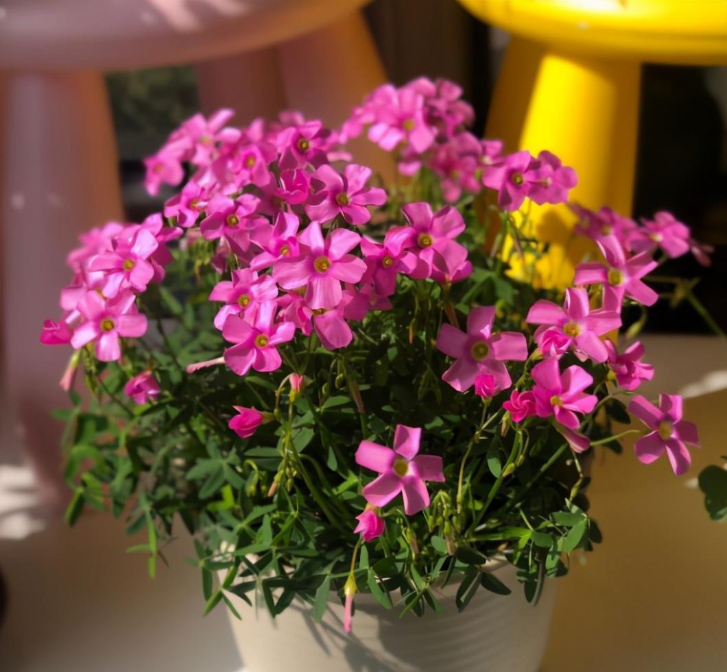 为啥花市的花用园土种长得好?如果你想用,要保证做好4点才行