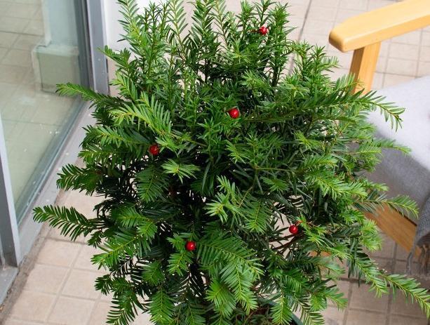 最近家里又多了一员，净化空气的小能手，落地款红豆杉