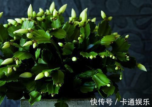 抓住|蟹爪兰开花小技巧,抓住几个重点,每片叶片都能冒花苞,花期还长