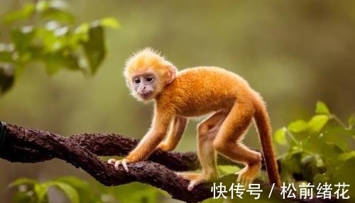 喜事|大金猴：哪月出生的属猴人喜事连连，好运不断，看看有你吗？