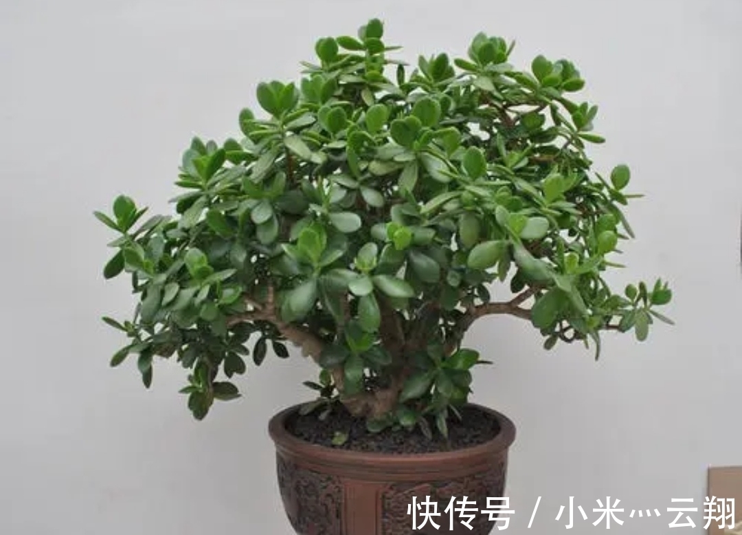 7种“养不死的花”,耐干旱皮实好养,适合新手养