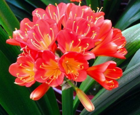 养君子兰的小妙招,年年开花爆盆,叶子整齐不倾斜,全年开花不断