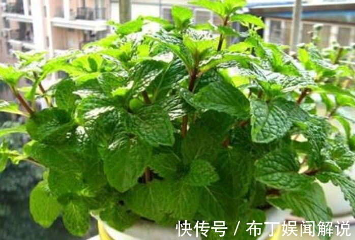 阳台就养“3种花”，能吃能泡茶，开花漂亮，花朵艳，人见人爱！