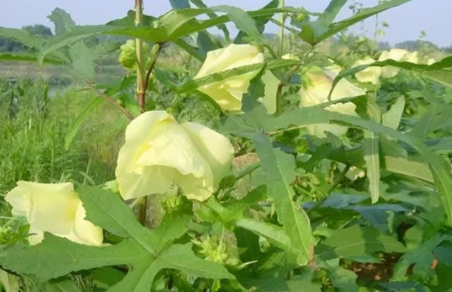 农村这种可做成美食的“野花”，野生的数量稀少，种子要上百一斤