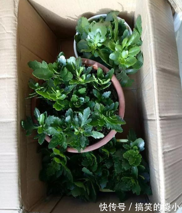 4种花专挑秋天爆盆，养一盆连续爆花3个月，花多花美