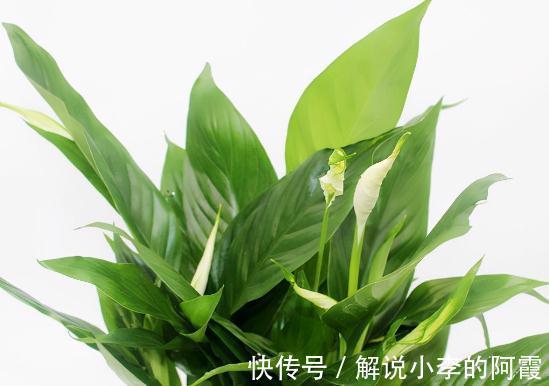 植物|盘点室内十种不喜光植物,一个比一个都好养