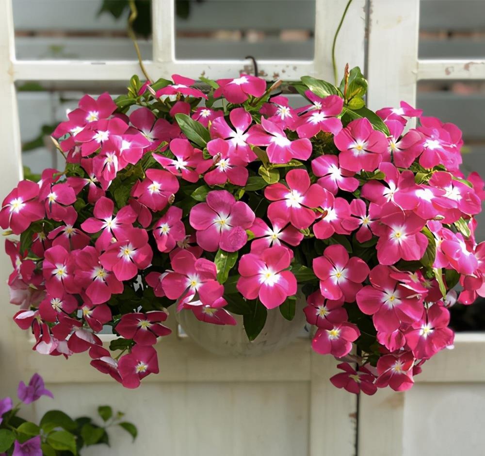 这些小草花,个个真美人,阳台养几盆,繁花不断,美到不敢看