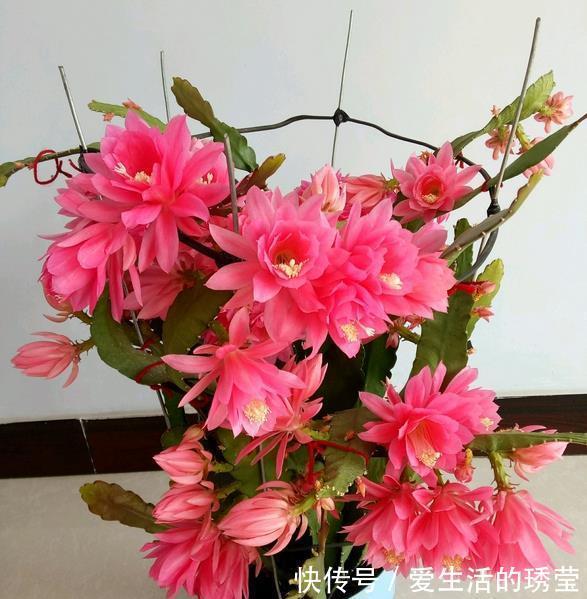花友|适合家里养的4种花,全年开花不长虫