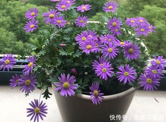 姬小菊|不招虫3种植物,放在家里又美又干净,心情也会变好,赶紧养1盆