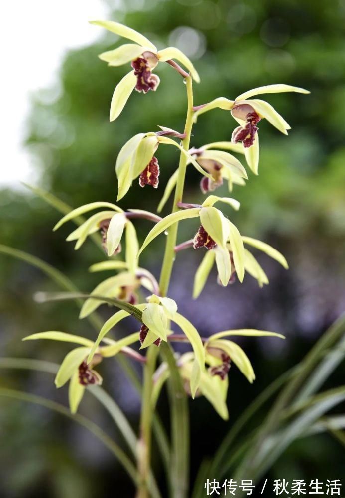 复合肥|兰花可以用复合肥吗?季节、方法、种类,这3者缺一不可