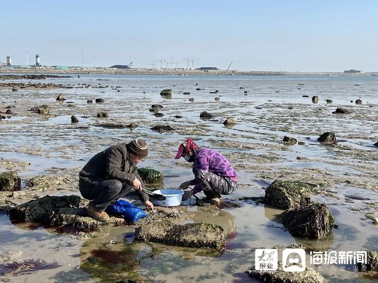 海螺、蛏子！这里的小海鲜，一挖一“麻袋”！