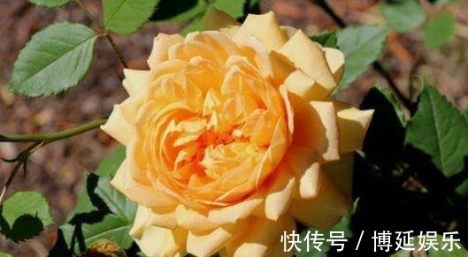 花卉|从8月24日开始，家养此款花卉，随意养都爆盆，花开上千朵