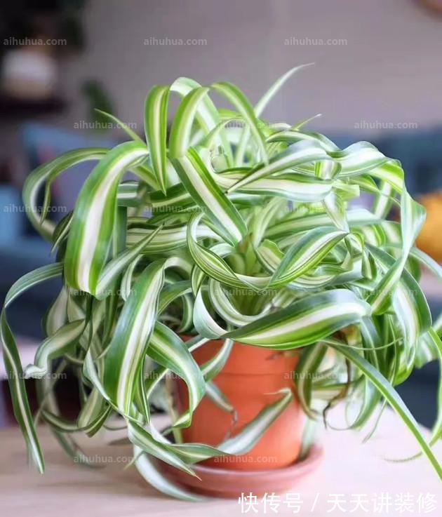 生长|养花,只要养护适当,盆栽生长速度都将达到最佳状态