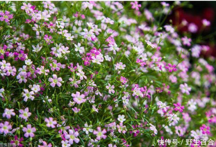 这几款植物养在家里，人见人爱，浇水点就疯长，要多美有多美