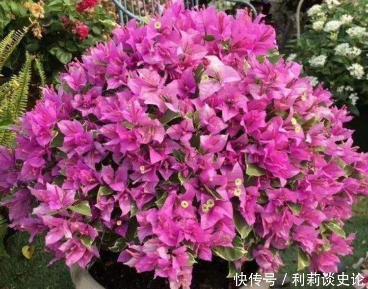 几款花卉便宜又好养，丢到阳台，好养活上档次，净化空气效果好