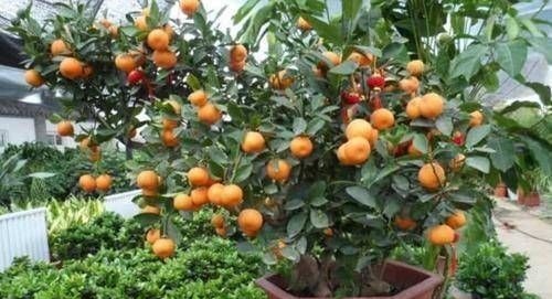 这4种“吉祥花”寓意富贵,养了就是赚了,家里人都受益