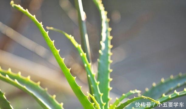 卧室最适合养这3种花,吸废气睡觉好,叶子油亮颜值高!