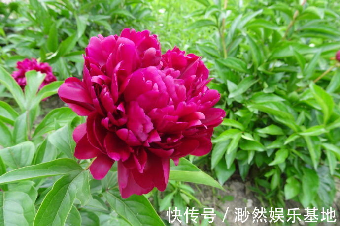 喜欢菊花,不如养盆彼得布兰德,开花红艳似火,花型艳丽!