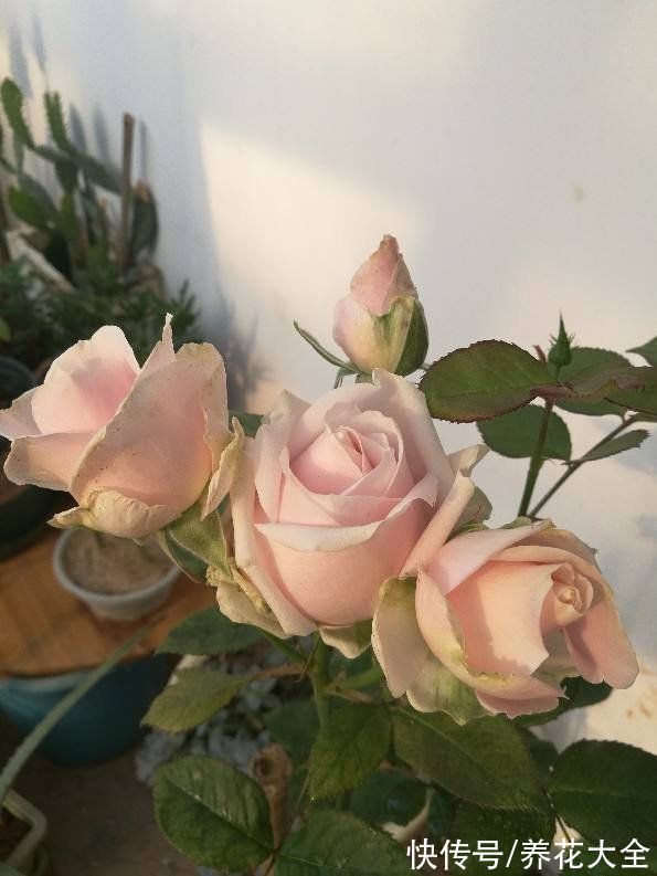 适合新手养的月季,花朵一个比一个大,花期还超长待机