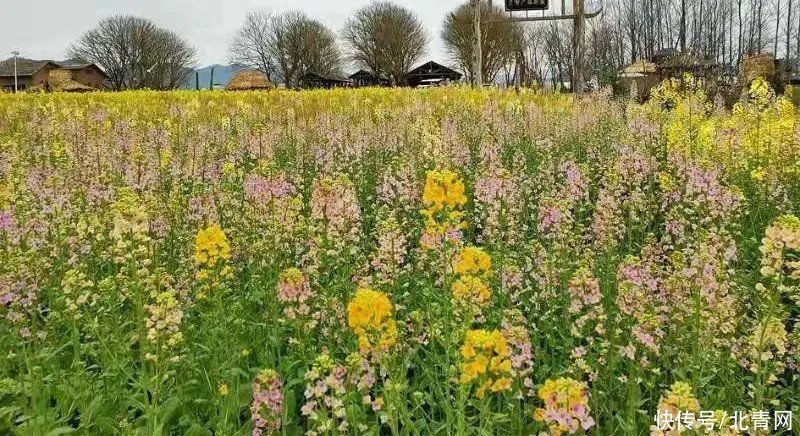 你见过彩色油菜花吗？快到顺庆渔溪来观赏