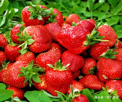 补血|常吃4种水果,益气补血,对胃有保护作用哦!身体也棒棒的