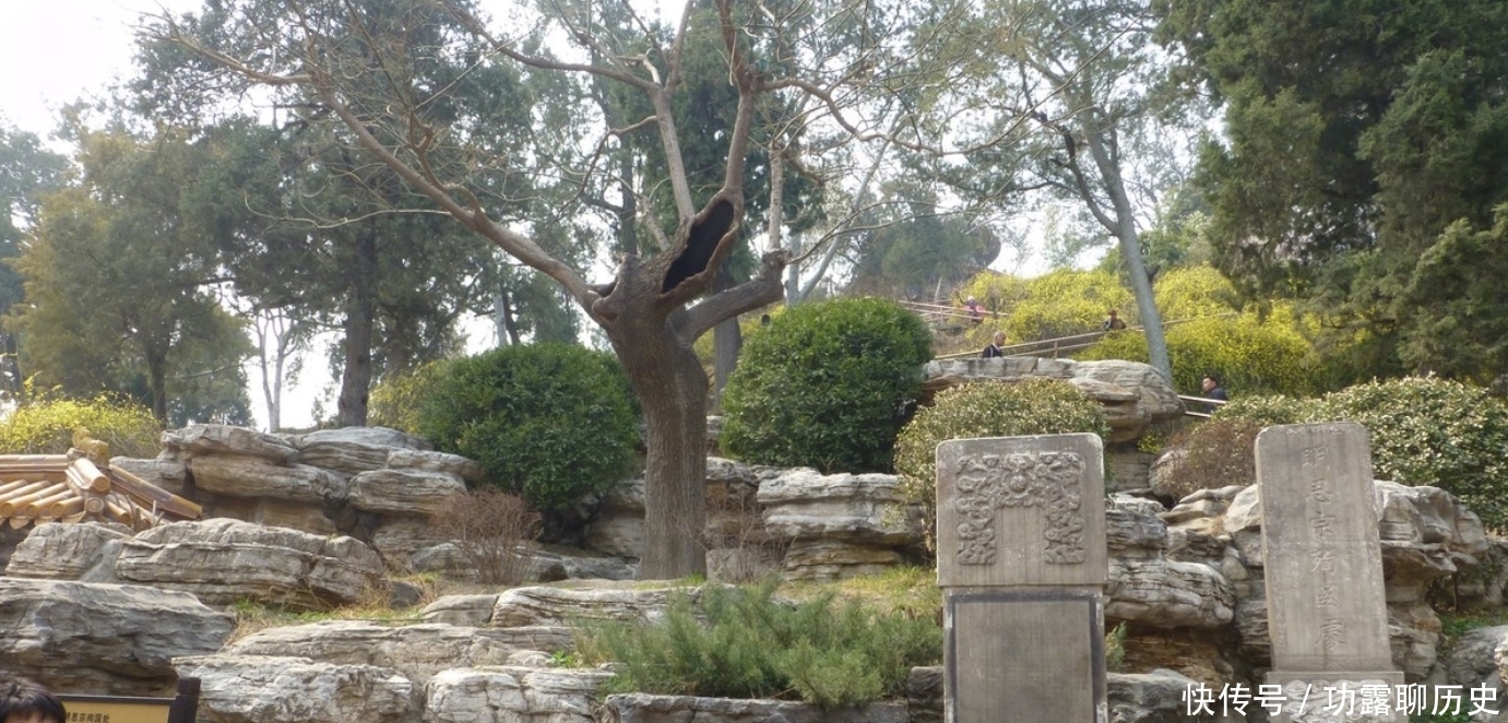 罪槐|崇祯帝自缢处，为得民心，将崇祯自缢的老槐树定名为“罪槐”