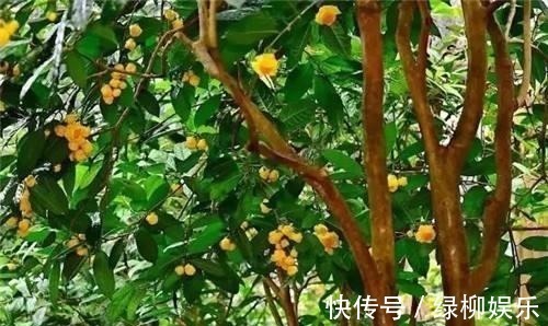 金花茶|它是真正的“花茶”，开出盏盏黄花，摘一朵就能泡