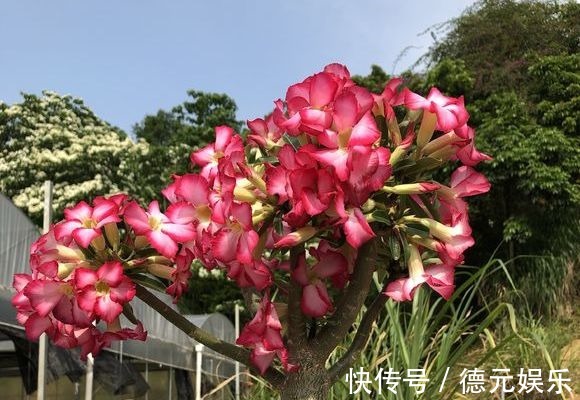 养花匠|想让沙漠玫瑰花开爆盆满枝头记住6个妙招，沙漠玫瑰也叫天宝花