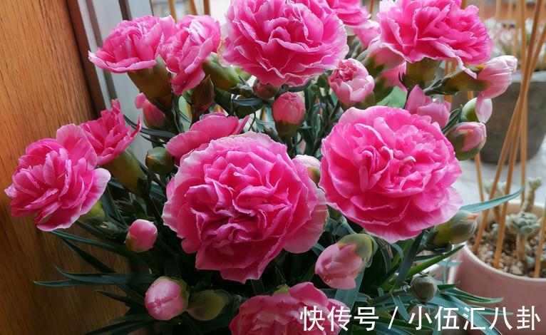 白醋|怎么用鸡蛋壳养花?掌握住注意事项,不花钱就养啥都不缺肥