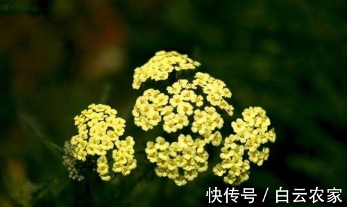 一花一世界,一叶一菩提——奇花异草蓍草,赏花旅游花语生日花