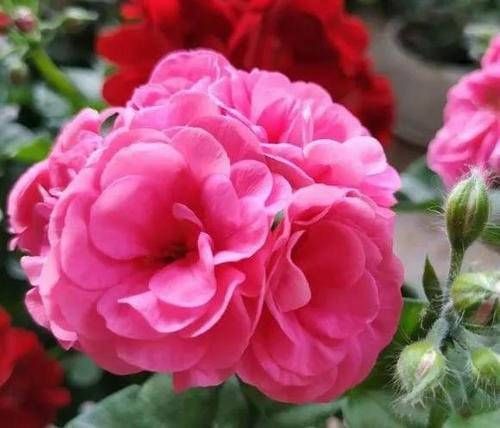 香味|1种花,开花漂亮,花期长花量大,连叶子都有香味,值得拥有