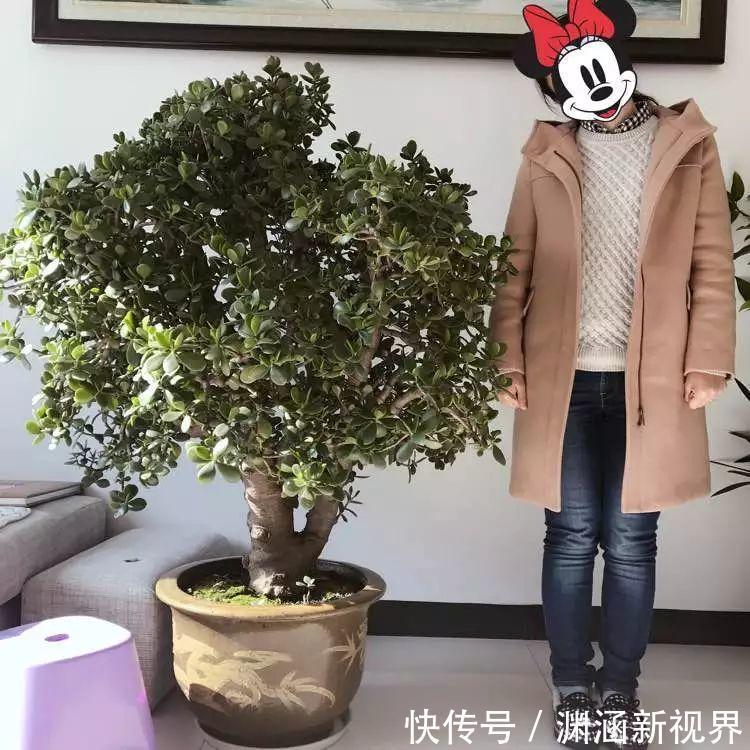 树桩|会养花的人都选它,耐旱又好活,2年养成小树桩!