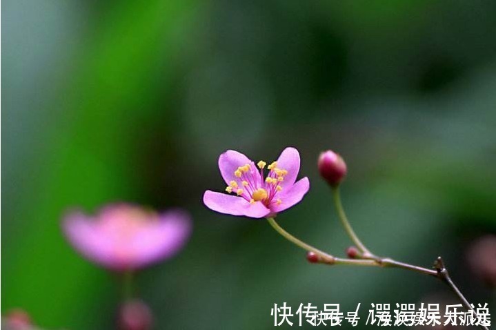 药用价值|农村遍地都是“土人参”,不仅招财,还是高档的补品,却经常被踩