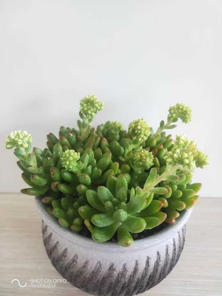 状态一般的多肉们，在我这儿已经是最美的存在了！