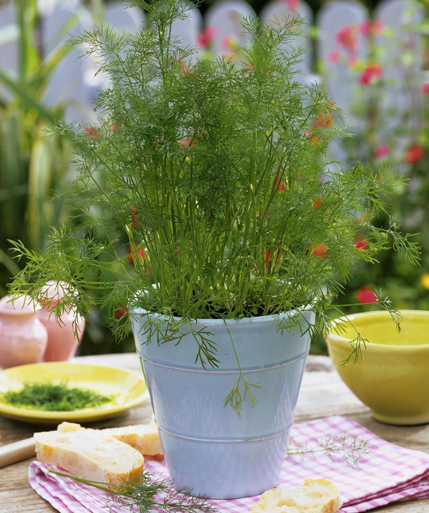  薄荷|7种适合家居养护的香草植物，散发淡淡清香，作用多观赏性强