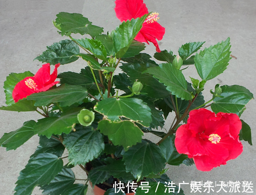 花卉|五种常年不落花的居家盆栽，花开四季，比长寿花好看还好养