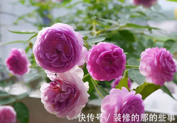 养花试试这几款,花很大,通常成群结队开放,是完美的玫瑰品种