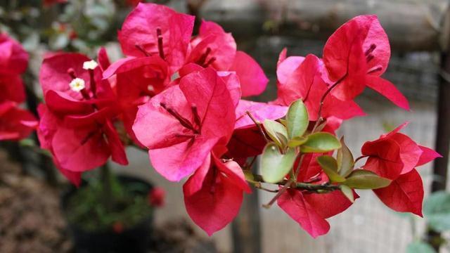 三角梅不难养开花更是赏心悦目，怎么给三角梅浇水，花期花苞更多