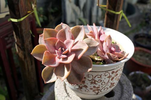 要注意多肉的6个求救信号, 看到了要行动 ,要不凉凉