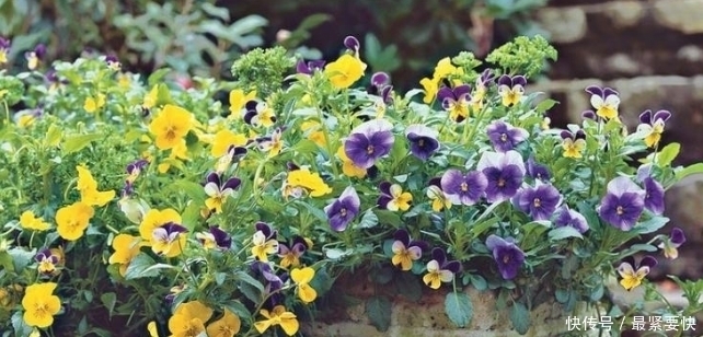 任何容器都能用来做花盆，请收好这30种美丽的花盆搭配设计