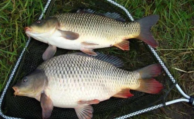 野钓如何钓大鲤鱼？老师傅教你个三个实战技巧，想不爆护都难