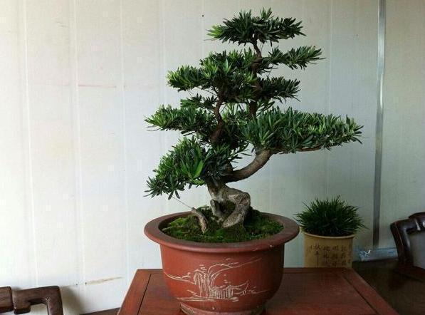 扦插|盆栽罗汉松,只需学3招,省钱又好养,新手花友涨知识了