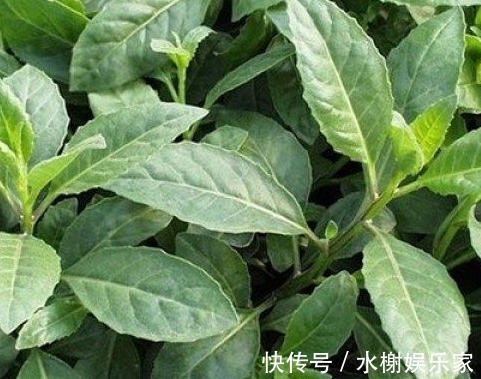 糖尿病|被称为“救命草”的野草,对糖尿病、高血压有奇效