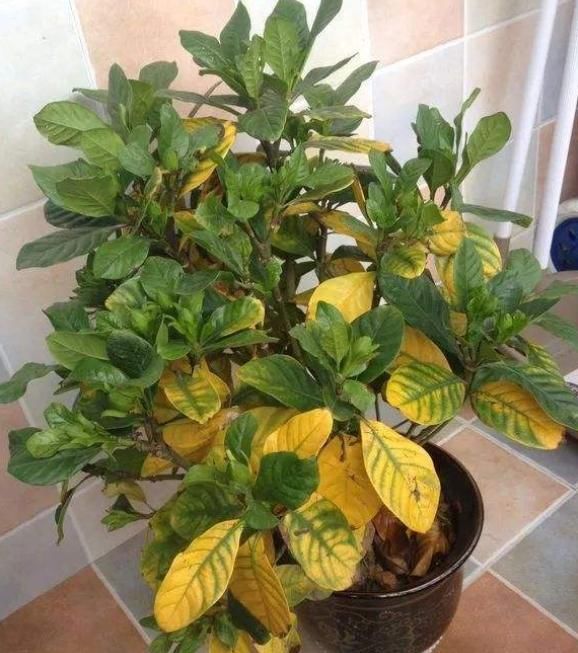 花草黄叶很难治，养花高手教你“几个方法”，轻松能搞定